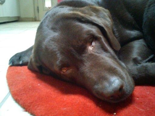 Labrador retriever Nelly billede 7