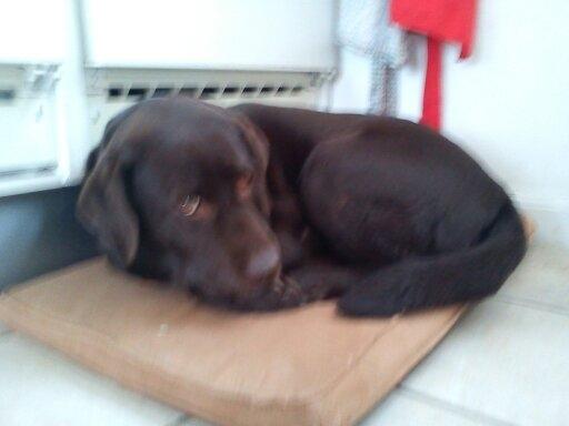 Labrador retriever Nelly billede 16