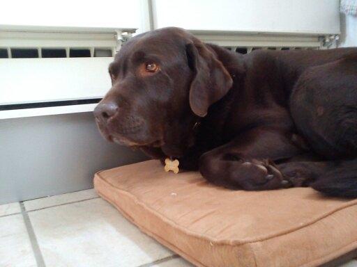 Labrador retriever Nelly billede 15