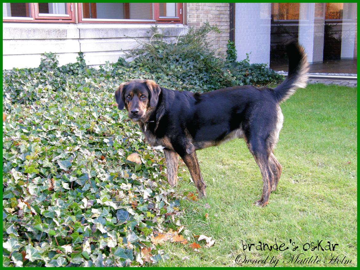 Blanding af racer Oskar R.I.P billede 13