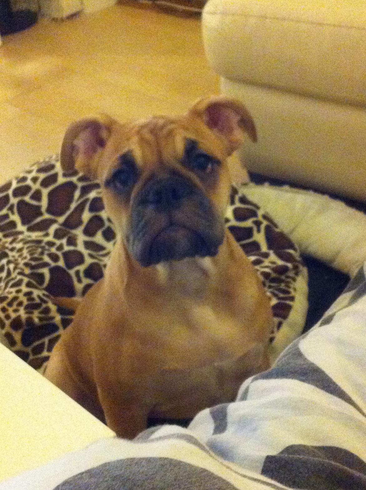 Olde english bulldogge Bullinas Frida billede 2