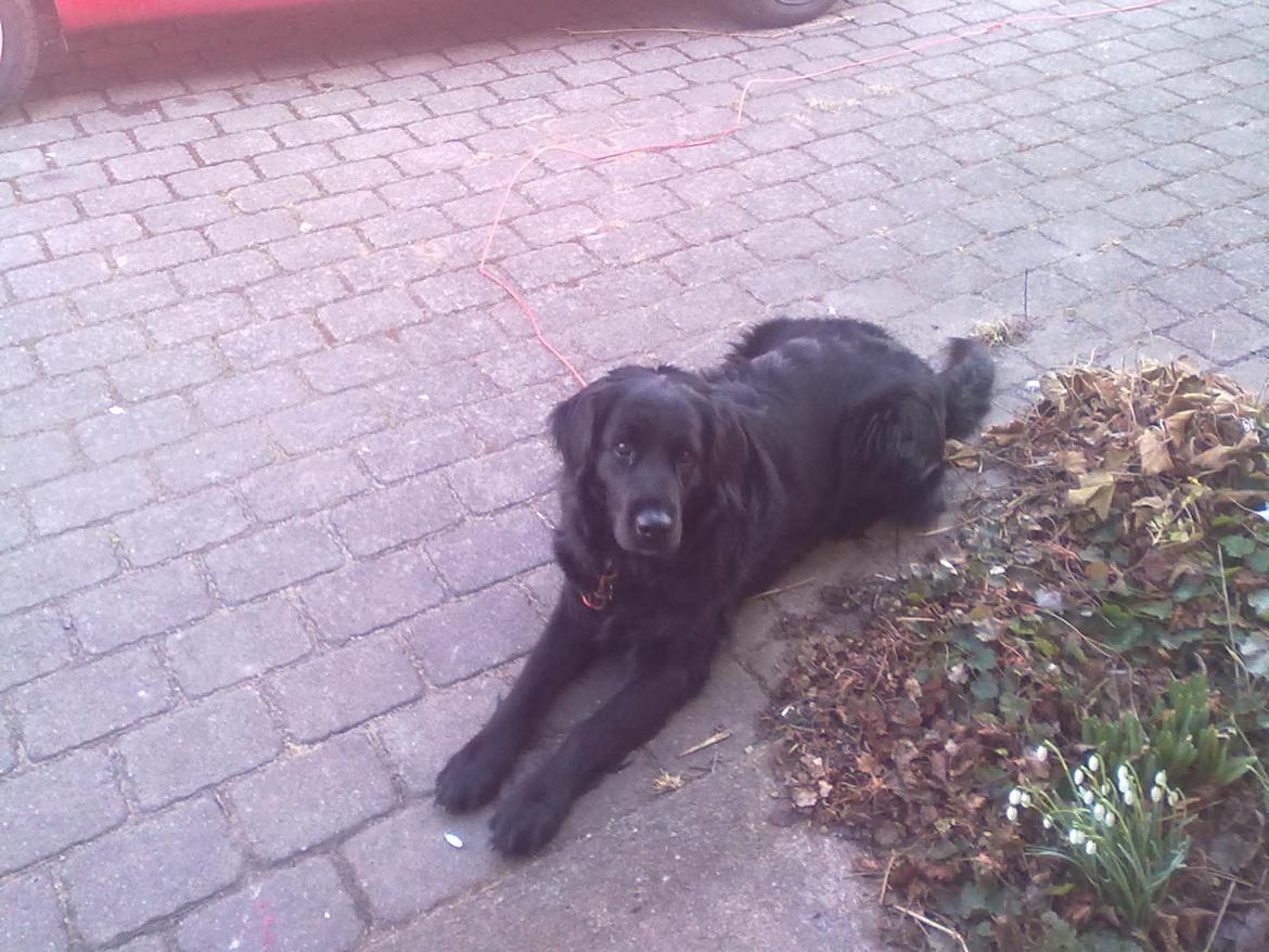 Flat coated retriever Frida billede 11