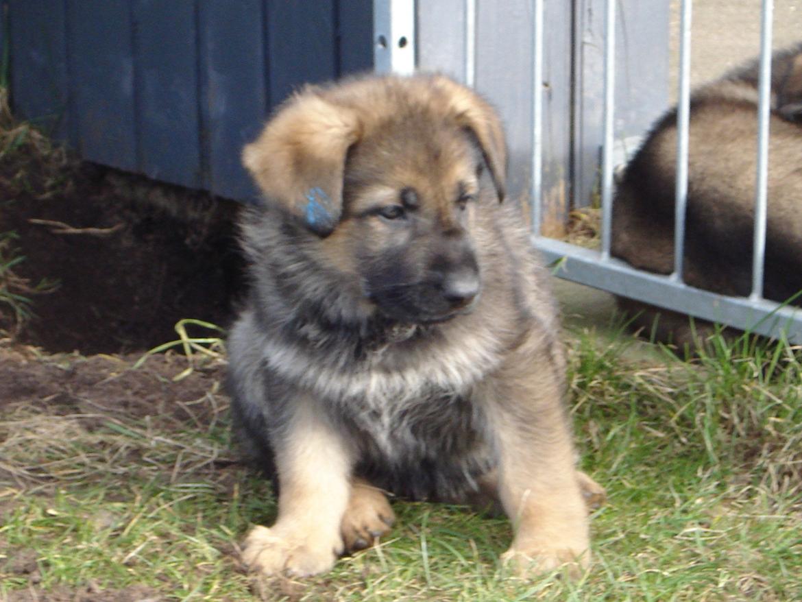 Schæferhund zako billede 1