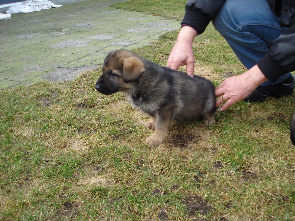 Schæferhund zako billede 2