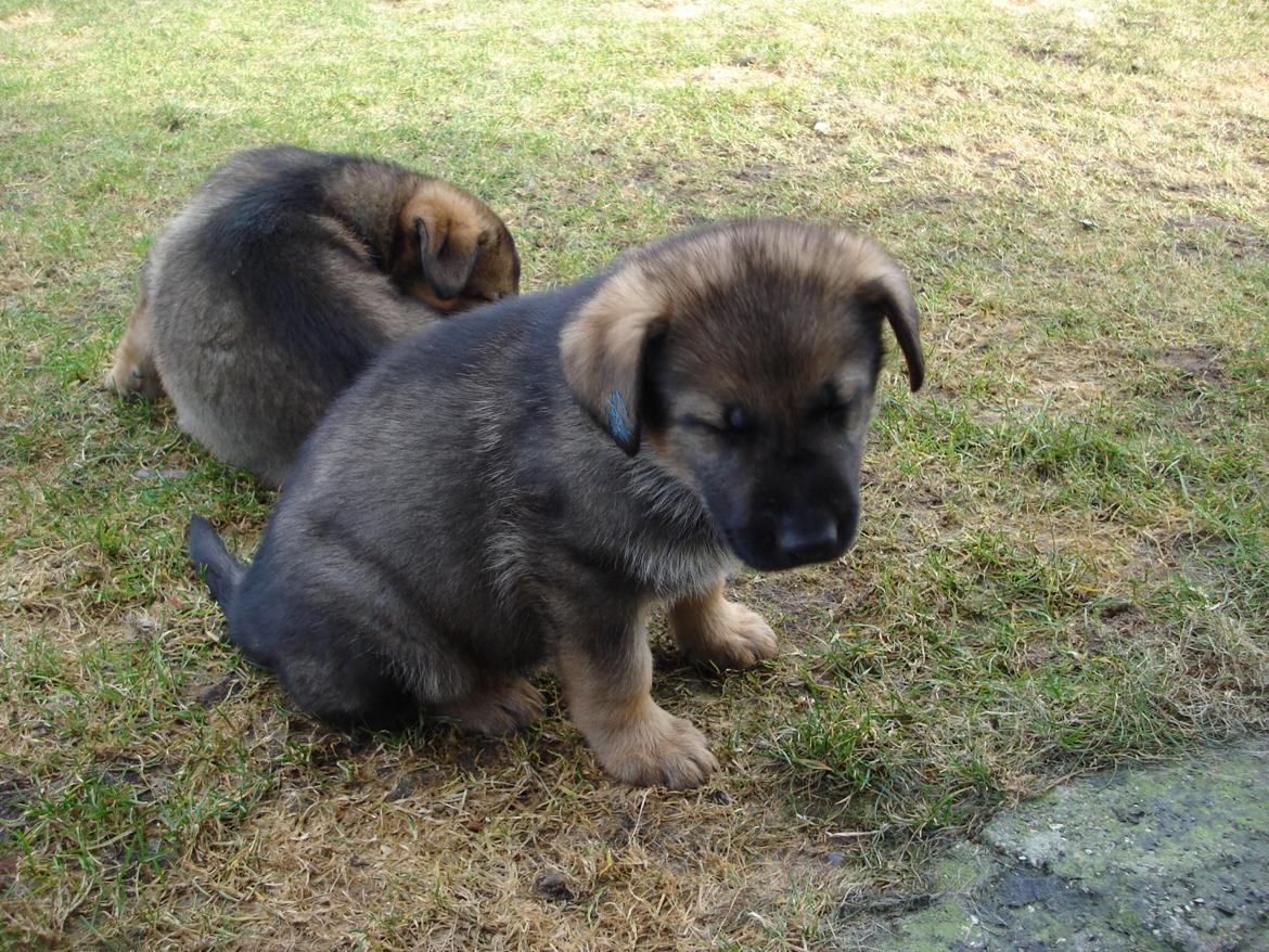 Schæferhund zako billede 3
