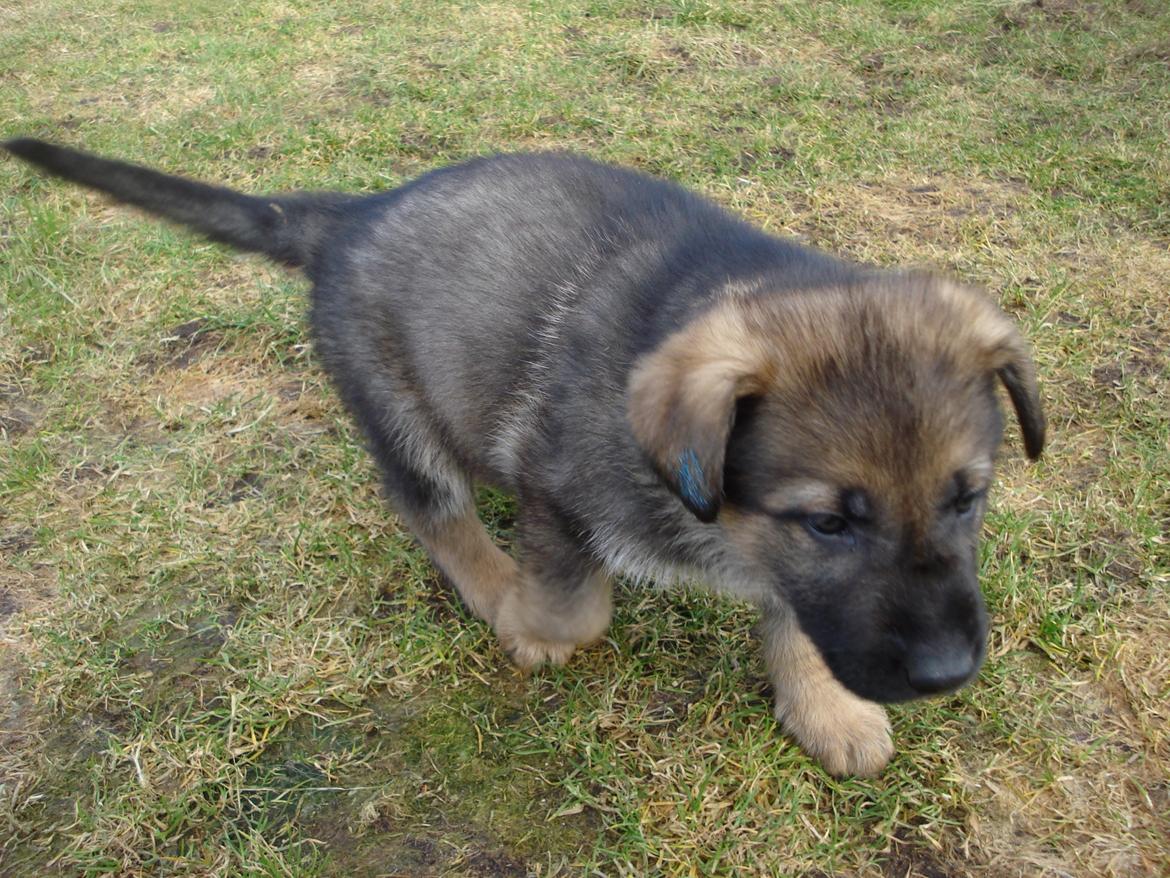 Schæferhund zako billede 4