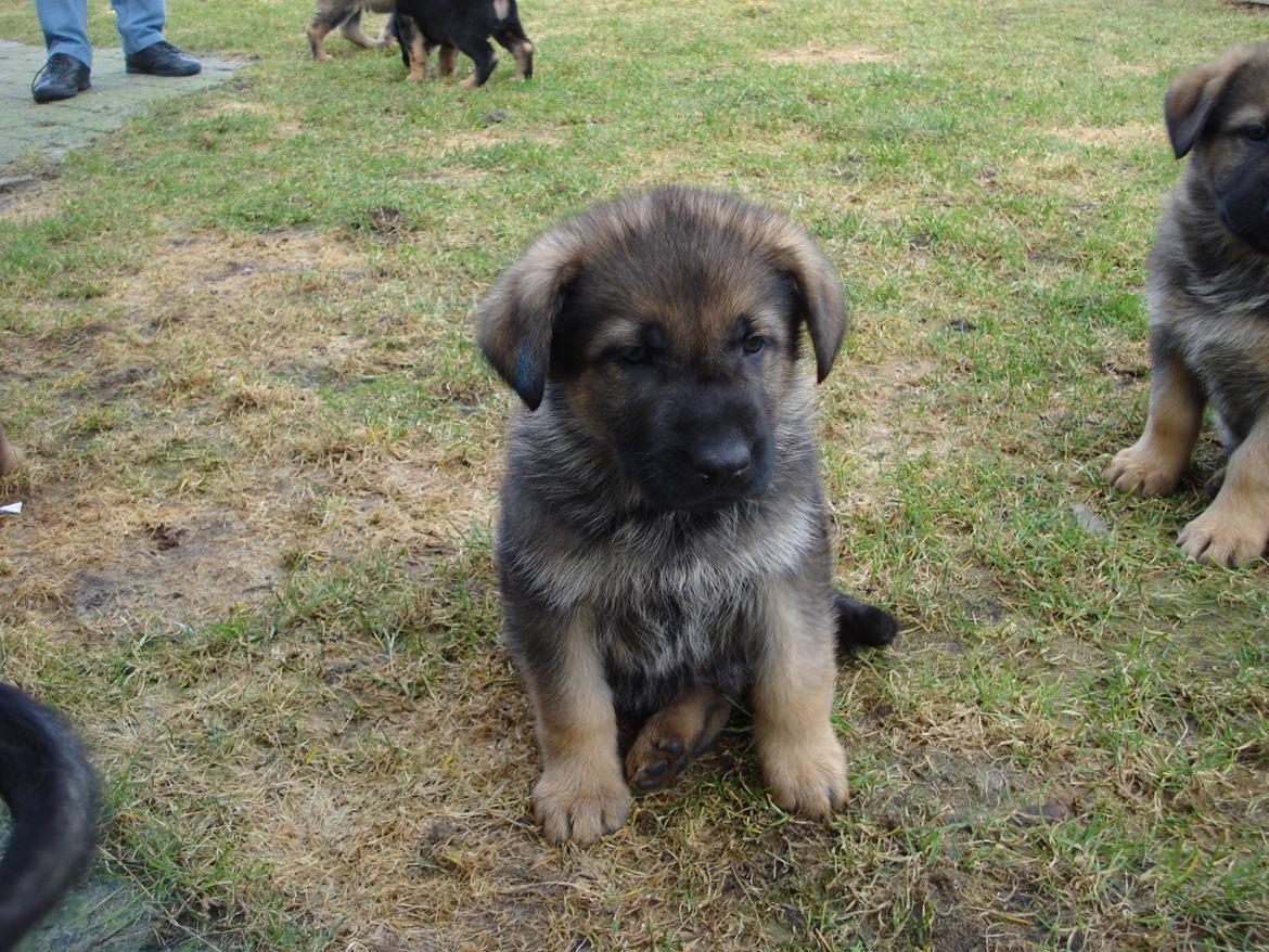 Schæferhund zako billede 5