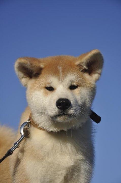 Akita inu Akio billede 6