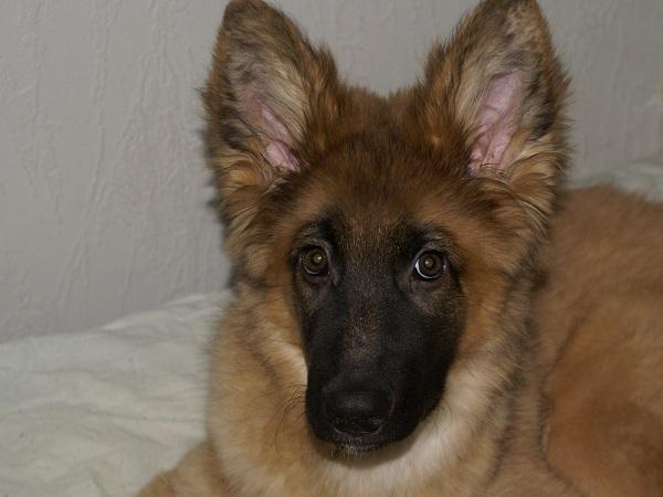 Blanding af racer Chewbacca - Chewbacca - 16½ uge billede 6