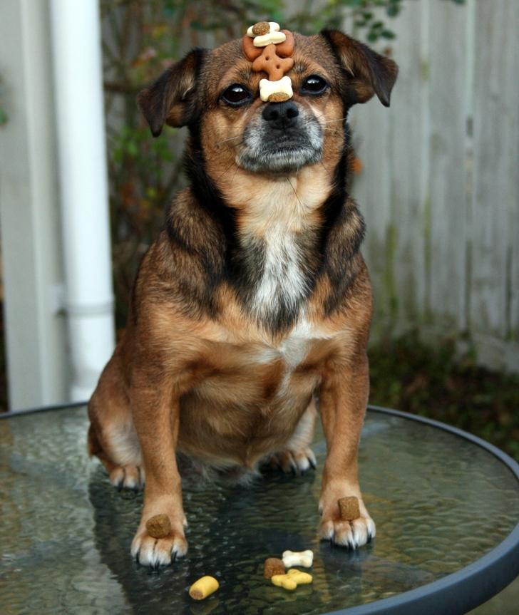 Blanding af racer Lilly - Lilly viser stolt sit kikse-trick frem :)  billede 38