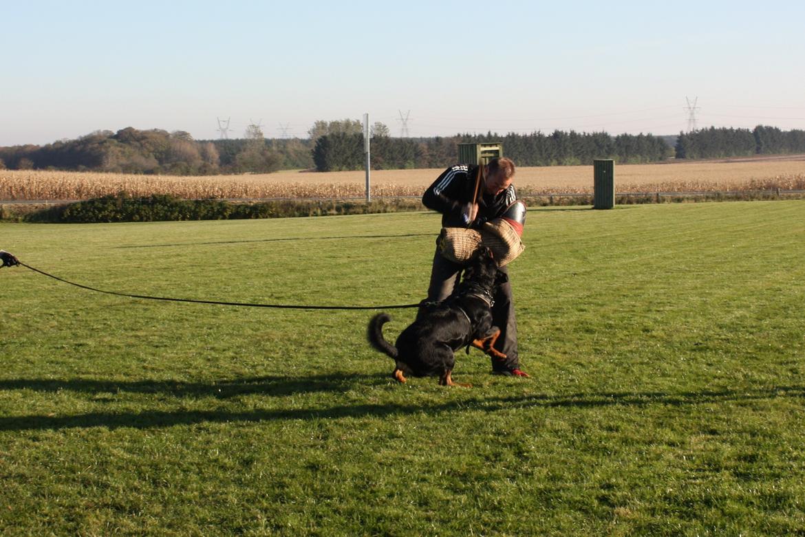 Rottweiler Hobie Vom Hause Luna - Han er ikke bange for noget som helst... Et par "slag" skal ikke spolere det sjove ;) billede 8