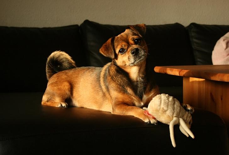 Blanding af racer Lilly - Lilly med sin kæmpe loppe :P  billede 39