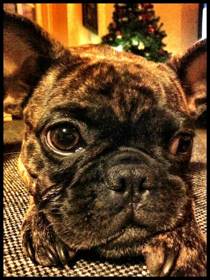 Blanding af racer Alberte Aviaya - Aya billede 1