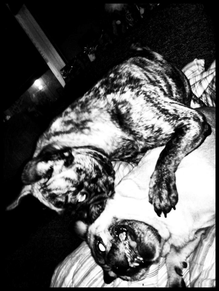 Blanding af racer Alberte Aviaya - Aya billede 2