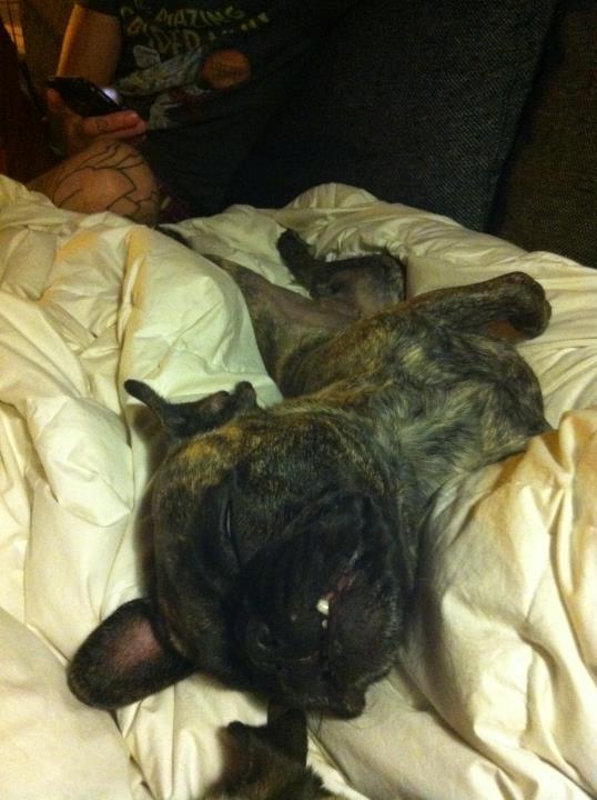 Blanding af racer Alberte Aviaya - Aya billede 4