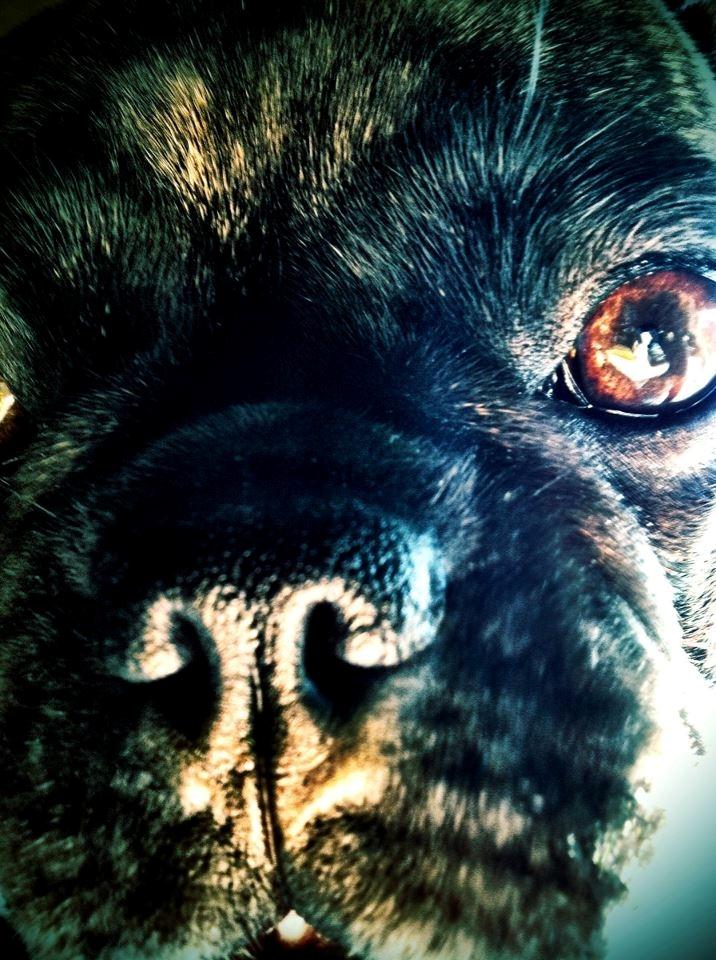 Blanding af racer Alberte Aviaya - Aya billede 5