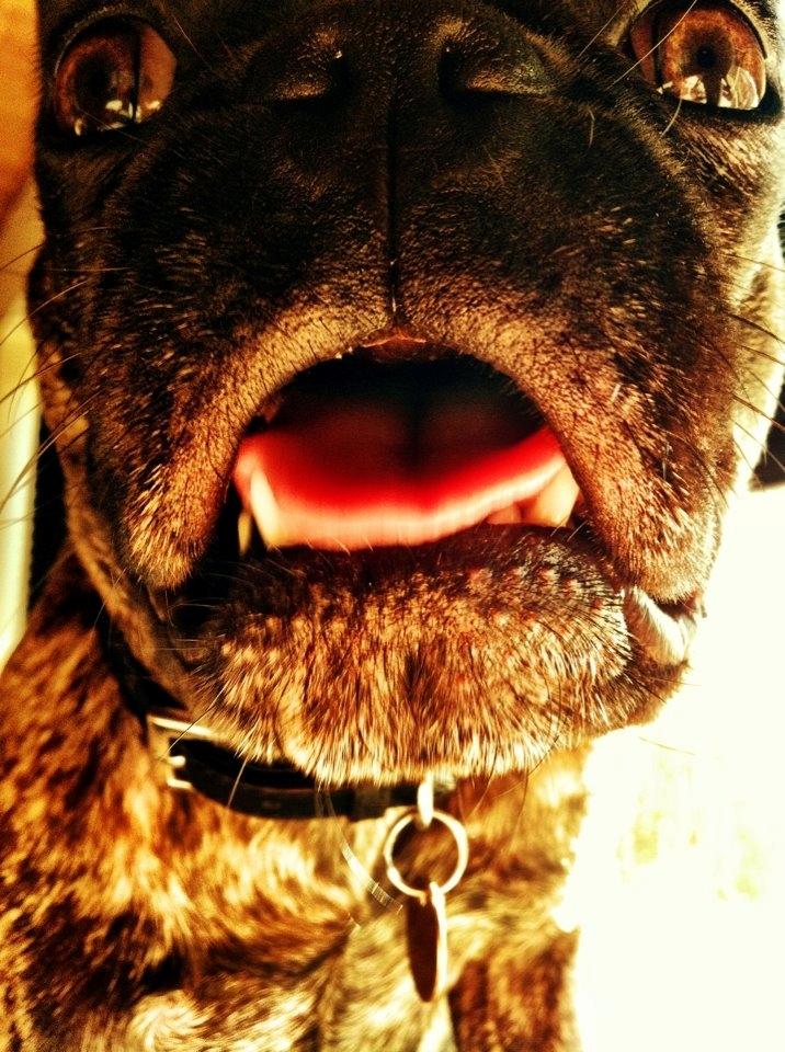 Blanding af racer Alberte Aviaya - Aya billede 6