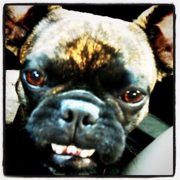 Blanding af racer Alberte Aviaya - Aya billede 7