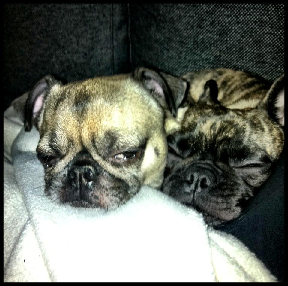 Blanding af racer Alberte Aviaya - Aya billede 9