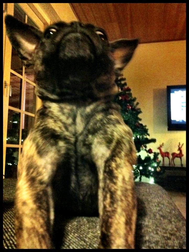 Blanding af racer Alberte Aviaya - Aya billede 11