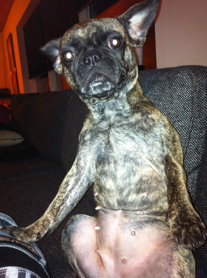 Blanding af racer Alberte Aviaya - Aya billede 12