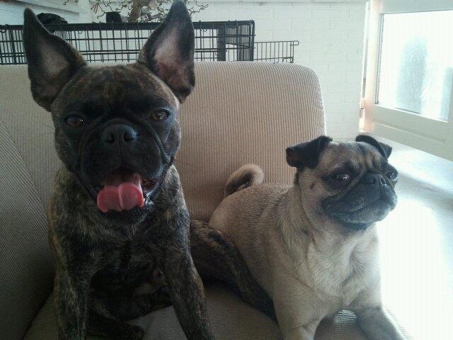 Blanding af racer Alberte Aviaya - Aya billede 13