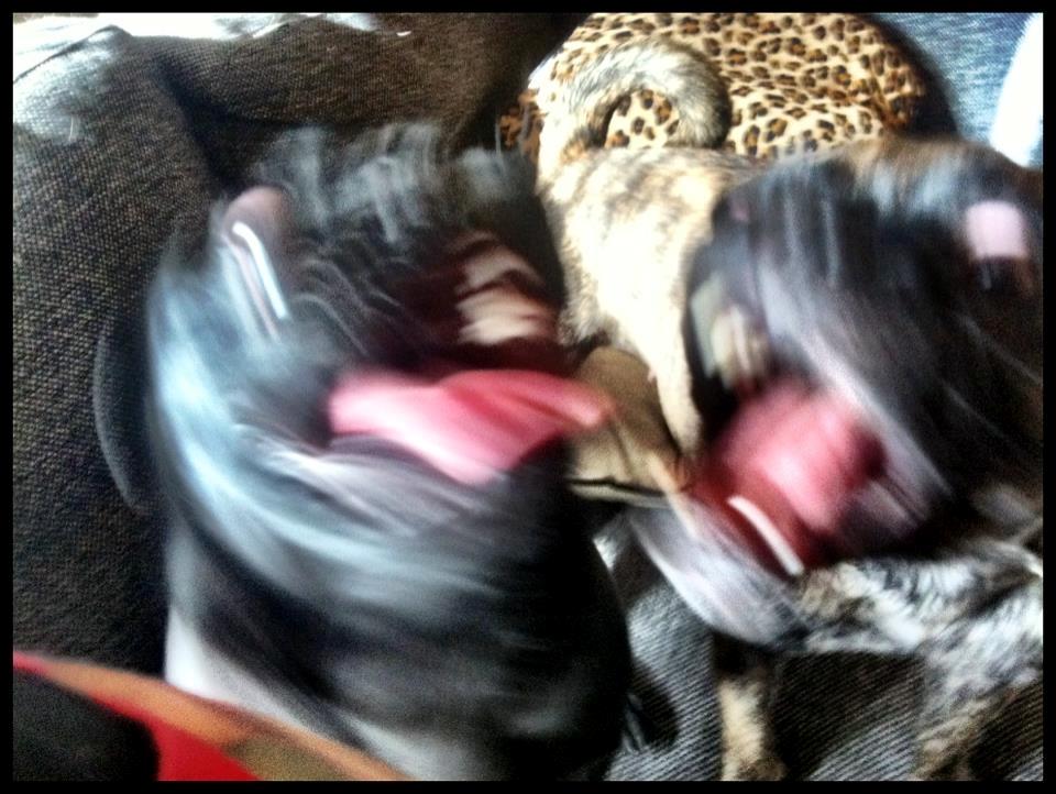 Blanding af racer Alberte Aviaya - Aya billede 14