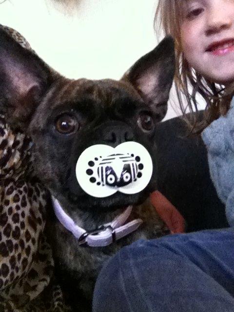 Blanding af racer Alberte Aviaya - Aya billede 16