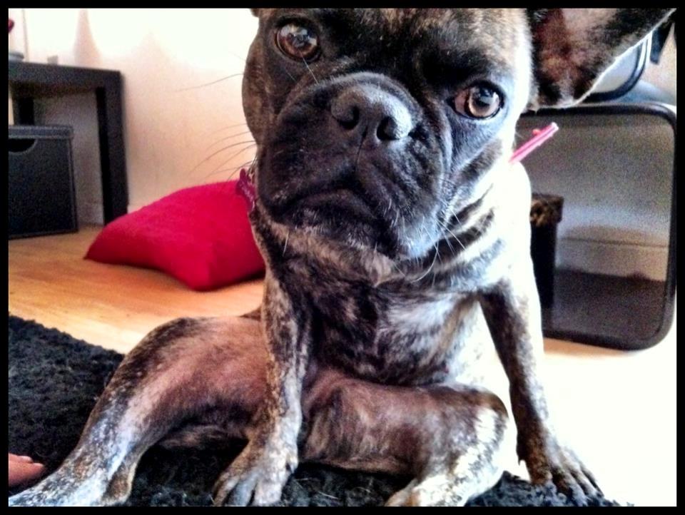 Blanding af racer Alberte Aviaya - Aya billede 18