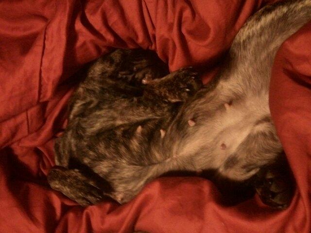 Blanding af racer Alberte Aviaya - Aya billede 19