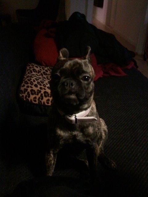 Blanding af racer Alberte Aviaya - Aya billede 20