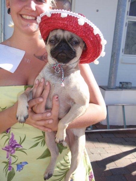 Mops Adolf Victor billede 20