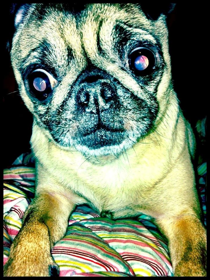 Mops Adolf Victor billede 1