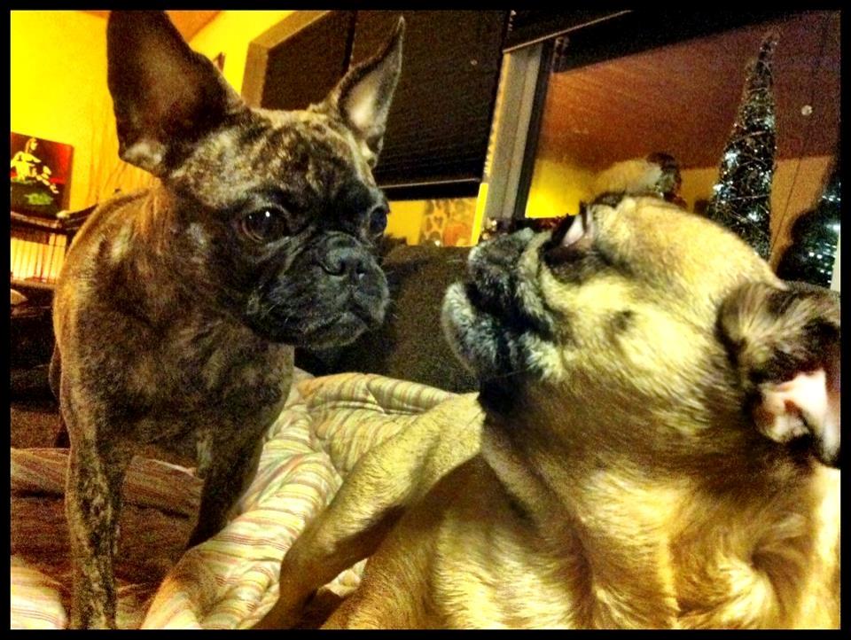 Mops Adolf Victor billede 2