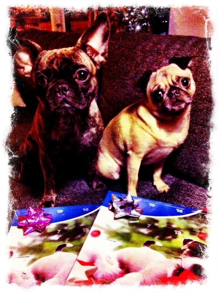 Mops Adolf Victor billede 3