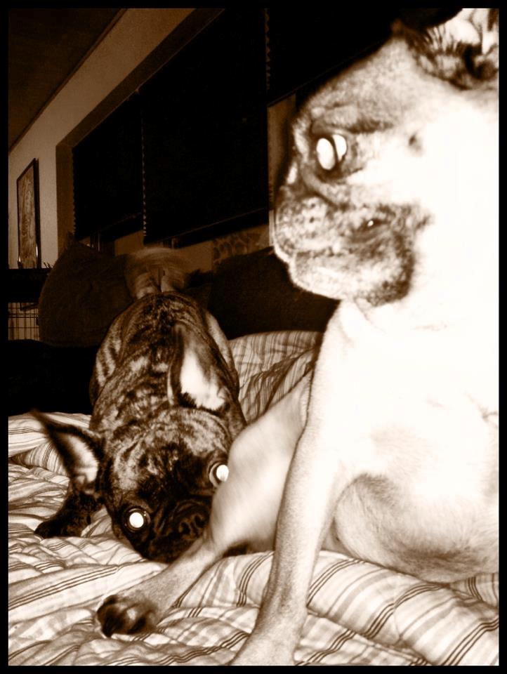 Mops Adolf Victor billede 4