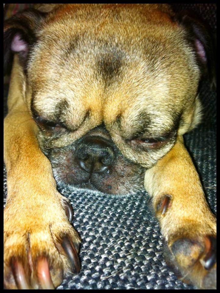 Mops Adolf Victor billede 6