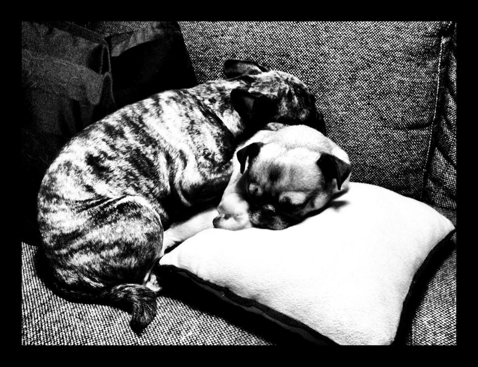 Mops Adolf Victor billede 7