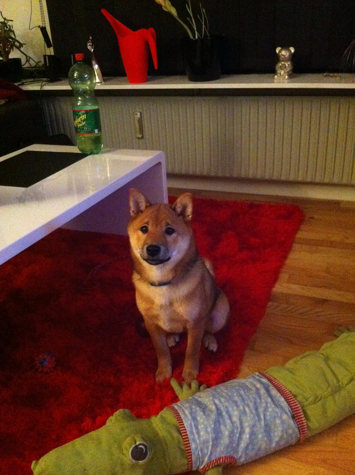 Shiba Taiko billede 6