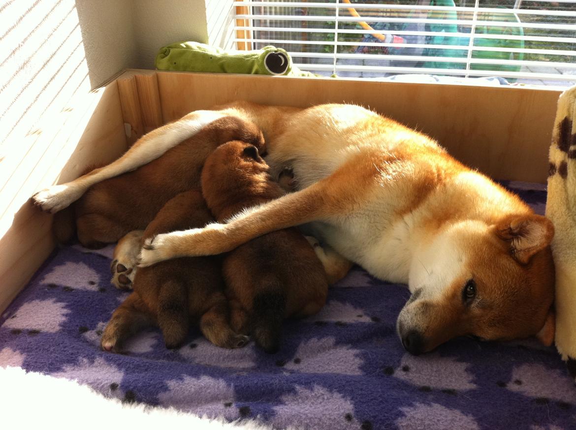 Shiba Taiko billede 2