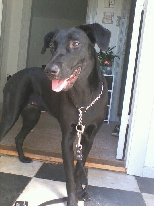 Blanding af racer zika - Jeg står li og holder "vagt" i mors dør billede 14