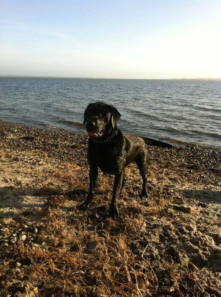 Labrador retriever Nicki billede 1