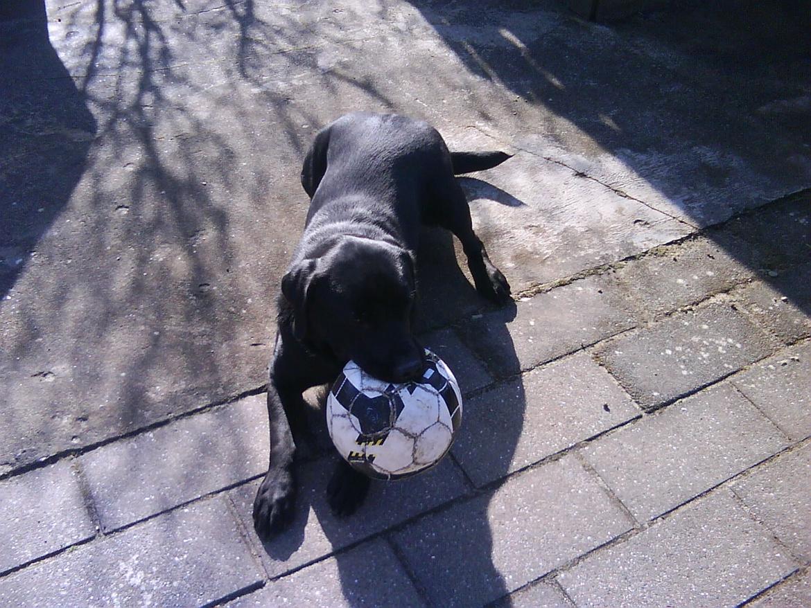 Labrador retriever Nicki billede 2