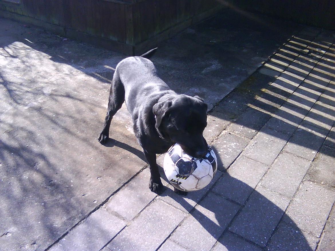 Labrador retriever Nicki billede 3