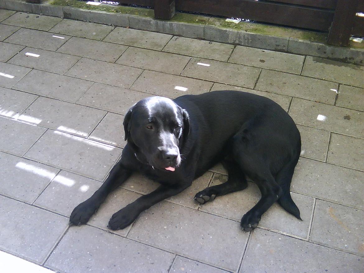Labrador retriever Nicki billede 4