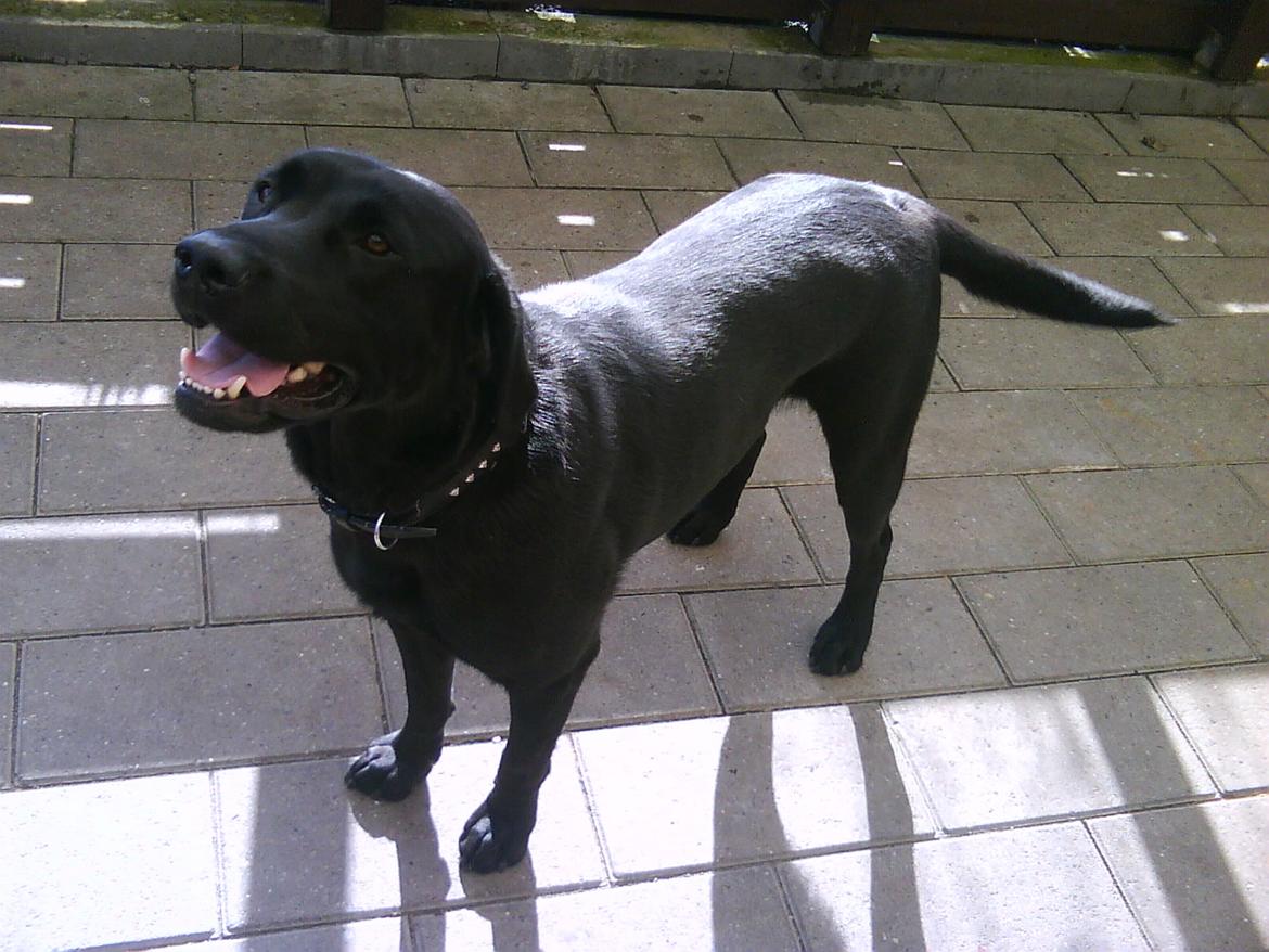 Labrador retriever Nicki billede 5