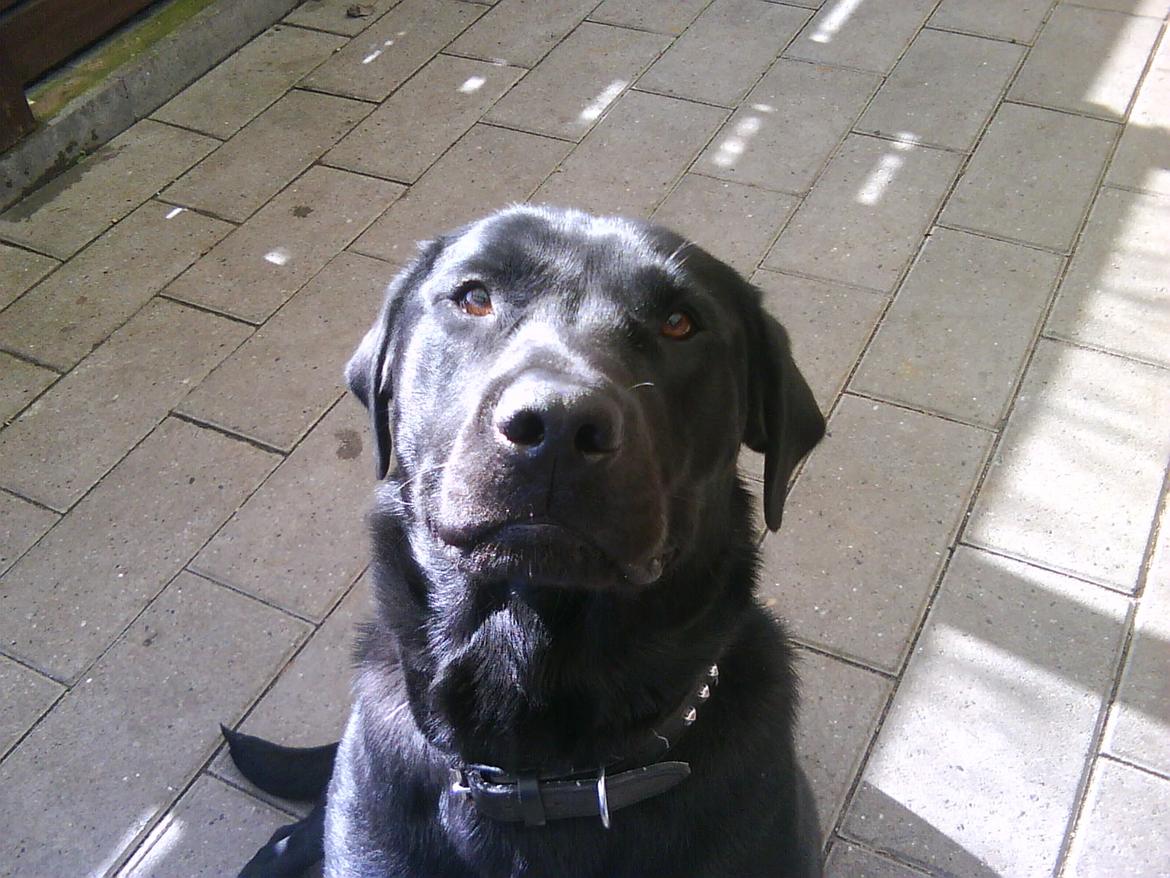 Labrador retriever Nicki billede 6