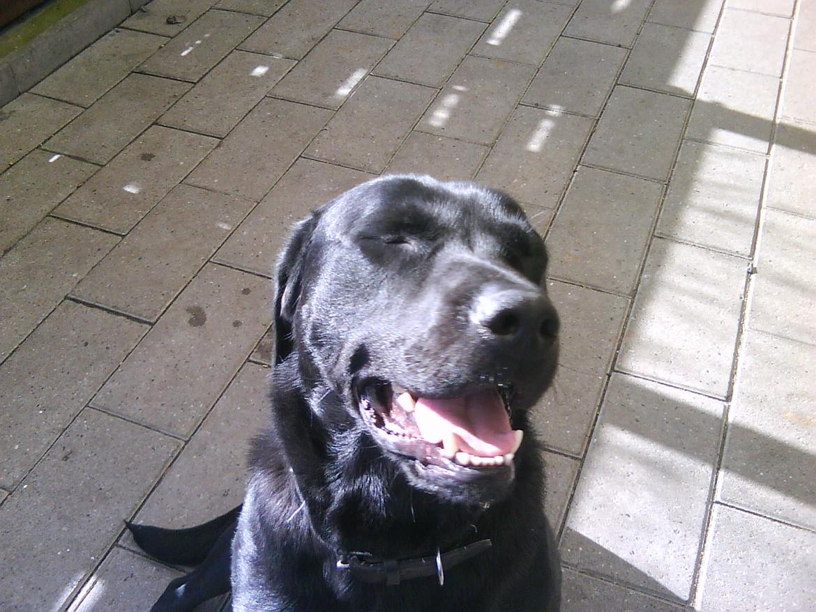 Labrador retriever Nicki billede 7