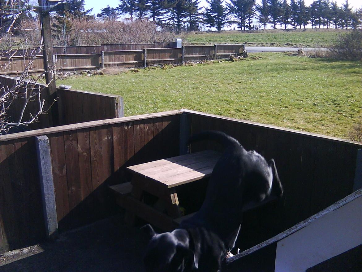 Labrador retriever Nicki billede 8