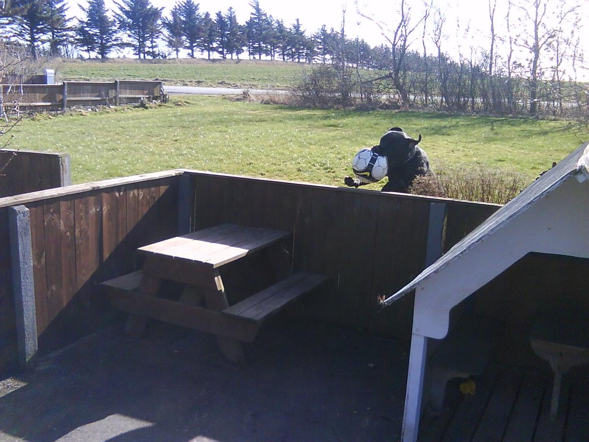 Labrador retriever Nicki billede 9